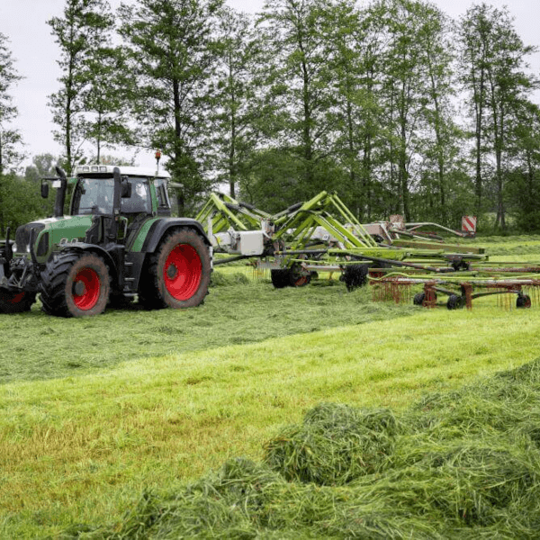 Saatgut für das Grünland
