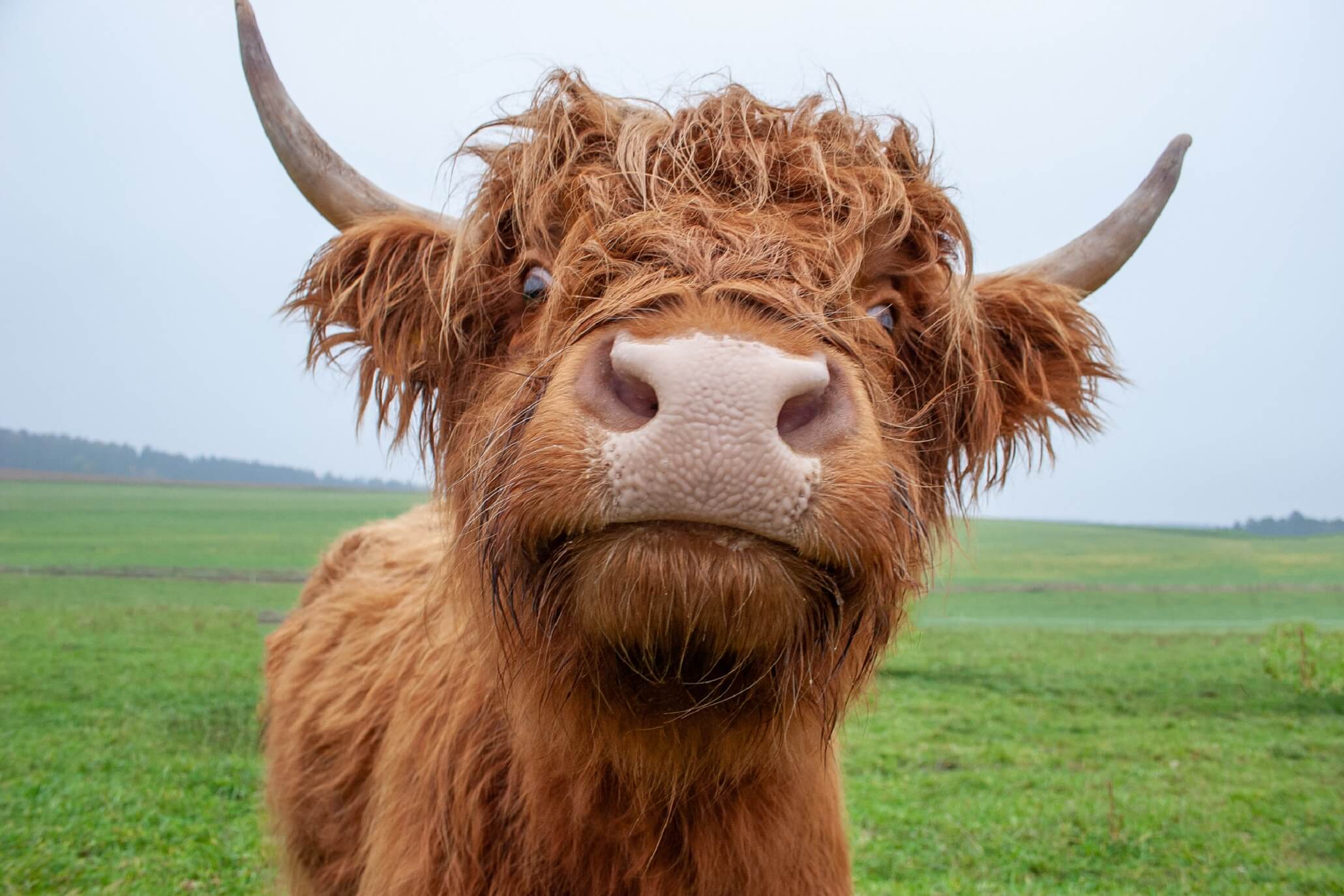 Rinder Futtermittel & Zubehör