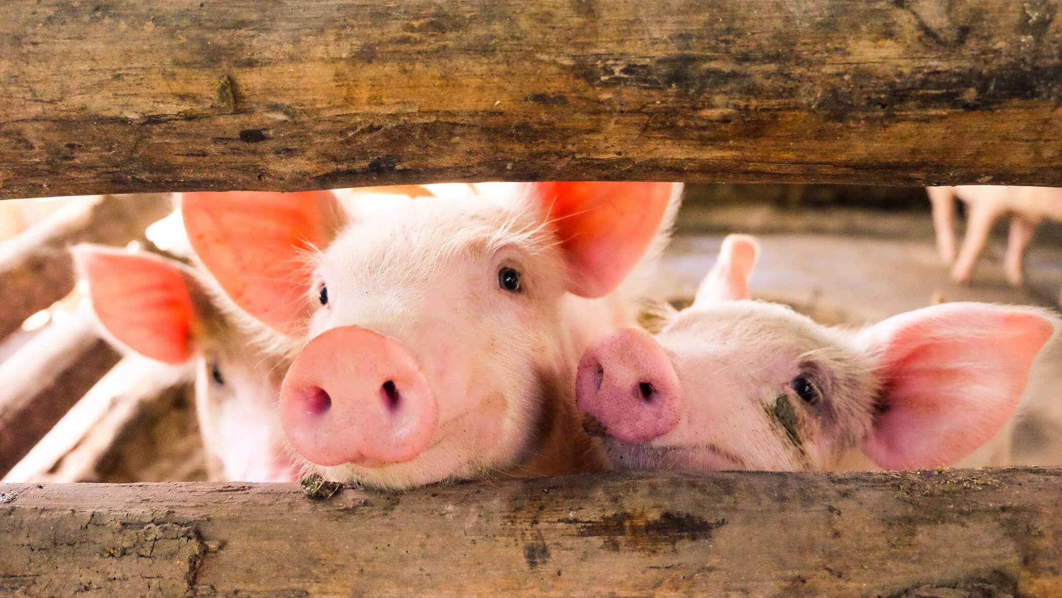 Schweine Futtermittel & Zubehör