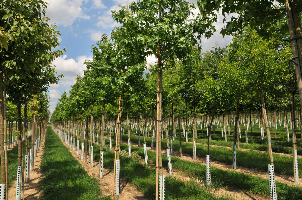 Biodünger für Baumschule / Zierpflanzenbau