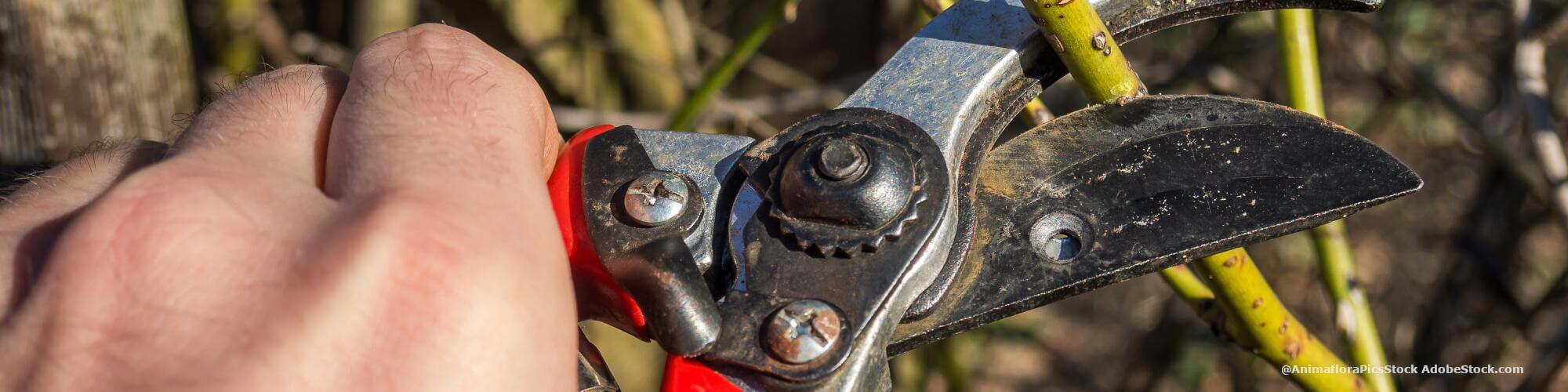 AgrarBlog - Bäume, Sträucher, Rosen schneiden