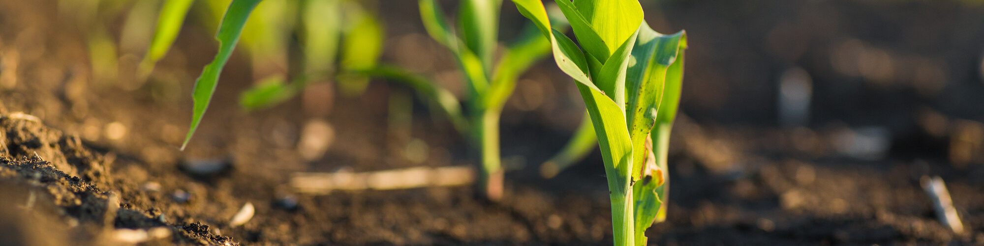 AgrarBlog - Bodenhilfsstoffe