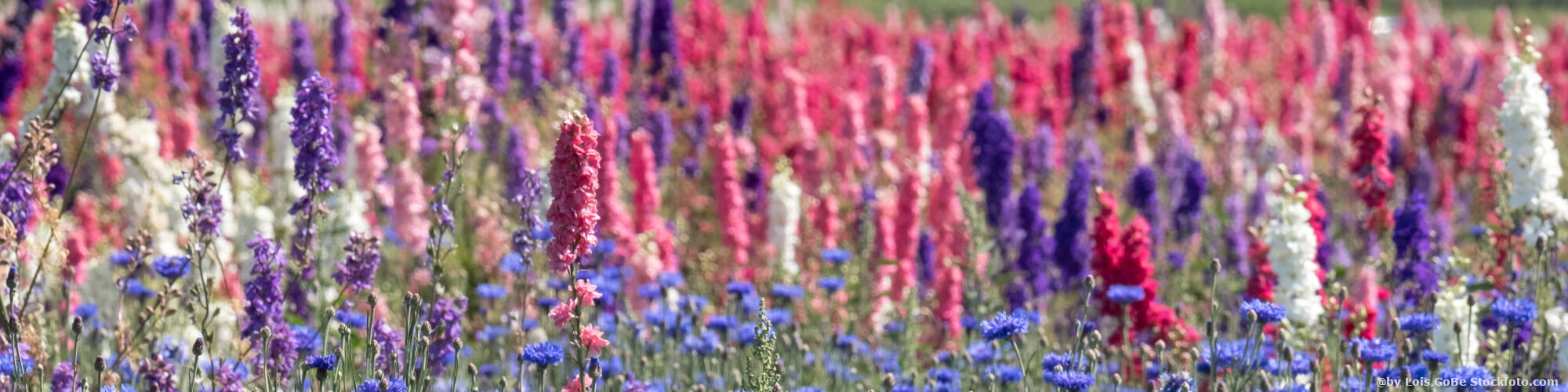 Gartenkalender-Ziergarten-Juli