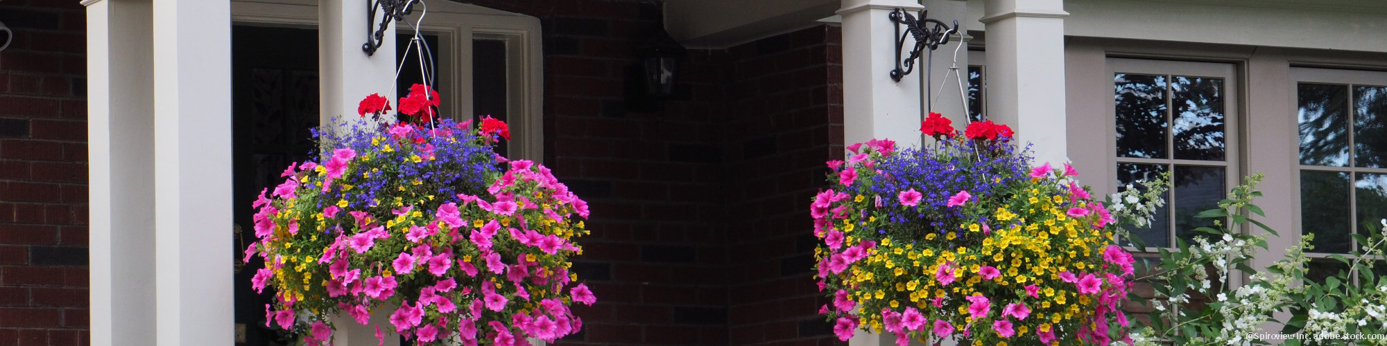 Hanging Baskets 