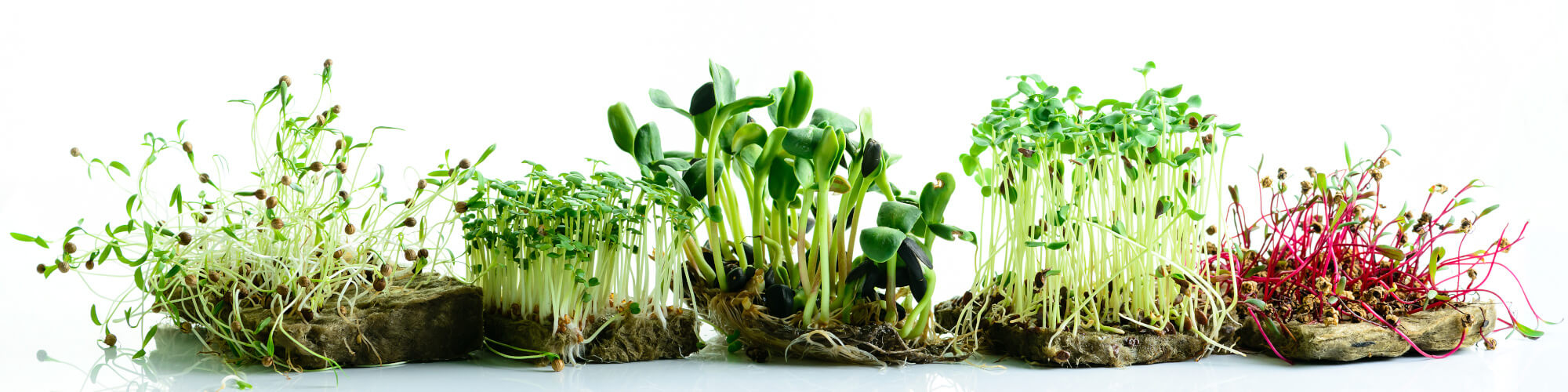 Microgreens: die volle Kraft des Keims