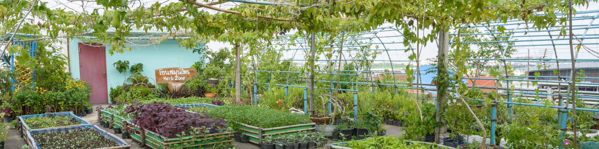 Rooftop-Farming: Die haben Nutzpflanzen auf der Hütte  