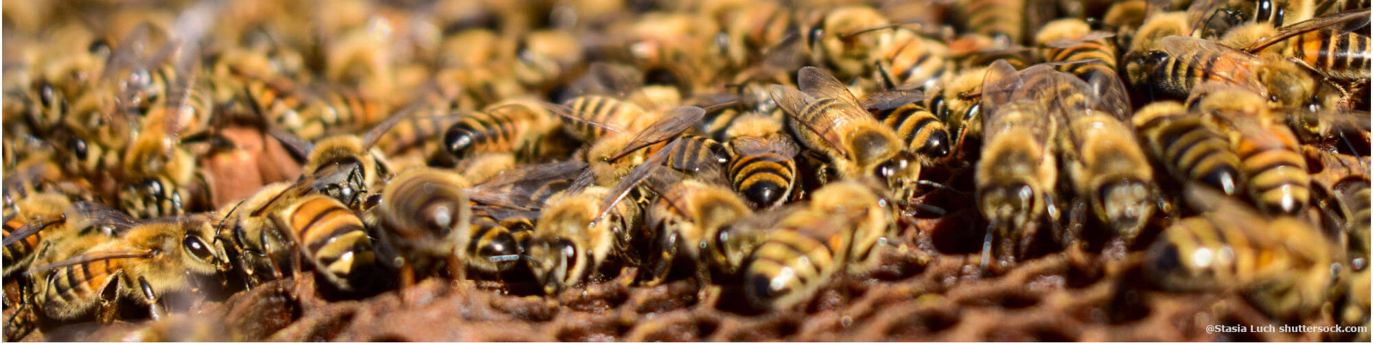 Hilfe für Bienen und Co.