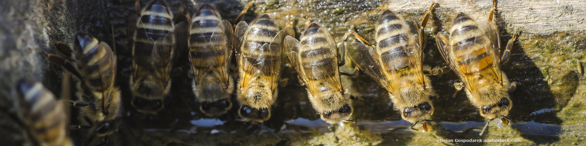 Insektentränke bauen