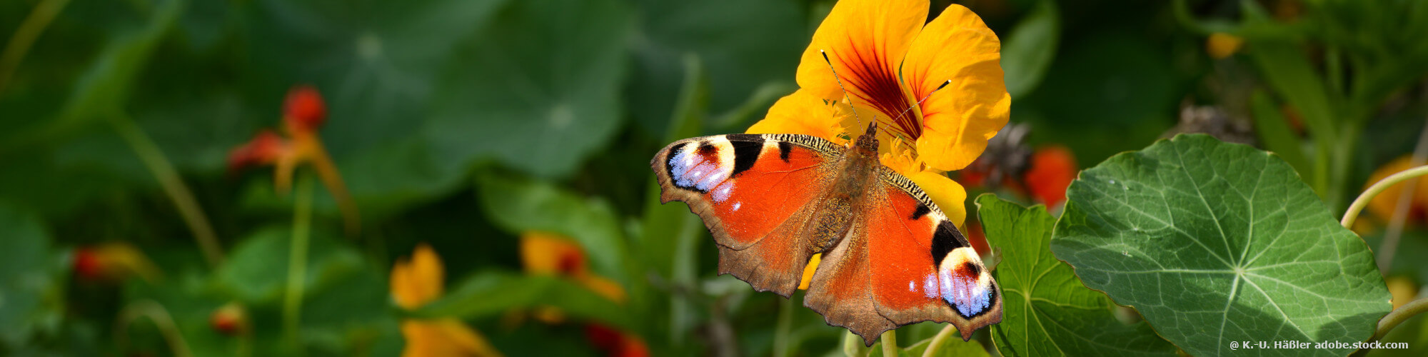 Schmetterlinge im Garten