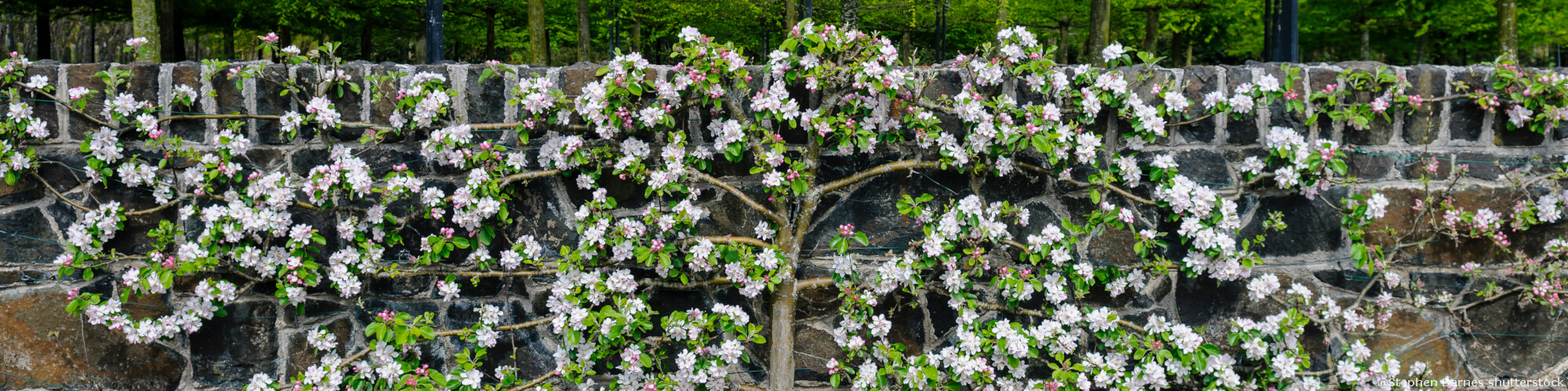 Spalierobst: Schnittverträgliche Obstbäume in großer Formenvielfalt