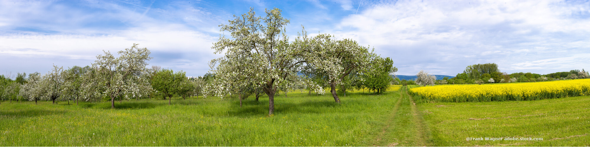 Streuobstwiese