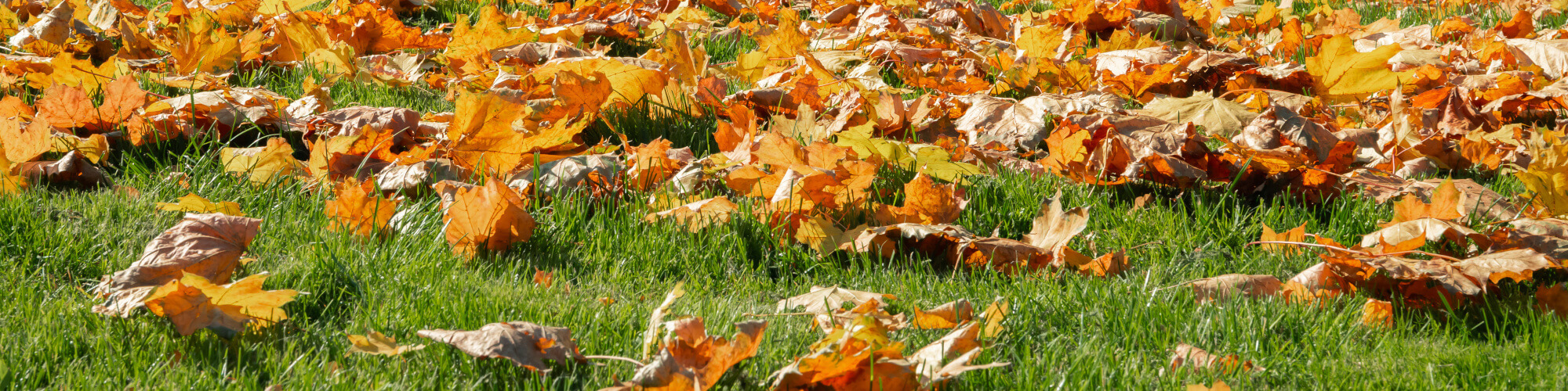 Im Herbst die Basis für Rasenpracht im Frühling legen
