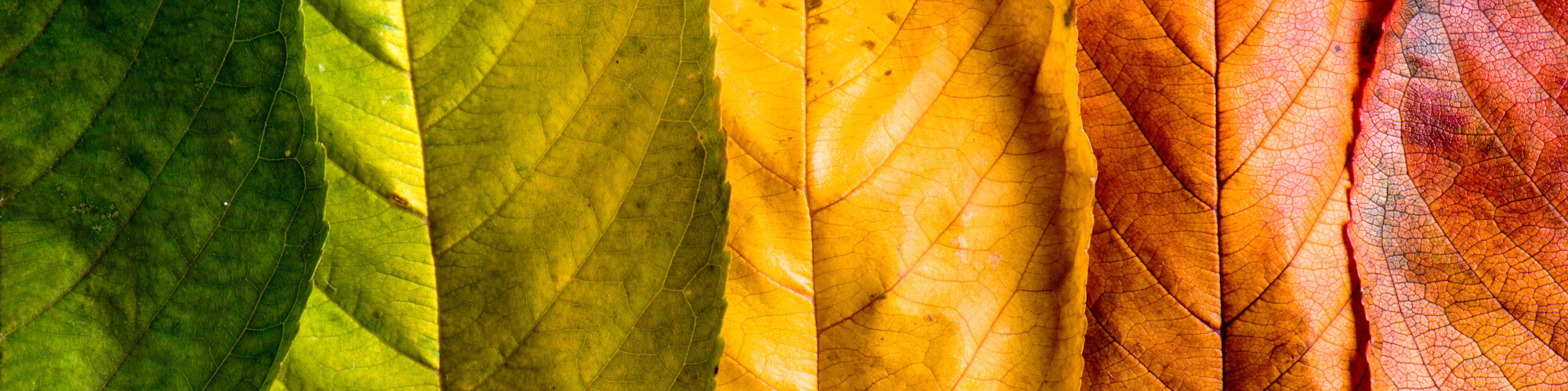 Herbstlaub optimal verwerten Herbstlaub optimal verwerten