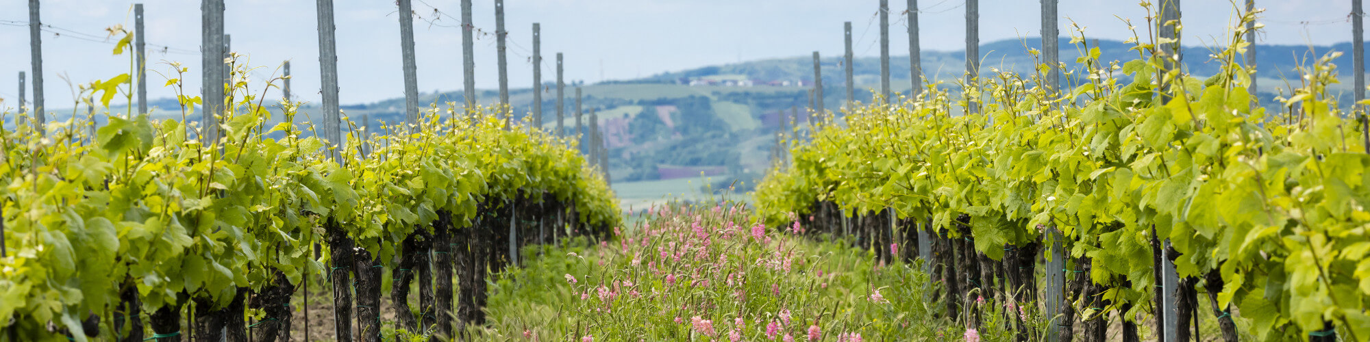 Weinbergbegrünung