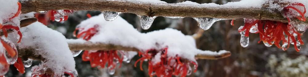 Ein Winterblüher - die Zaubernuss