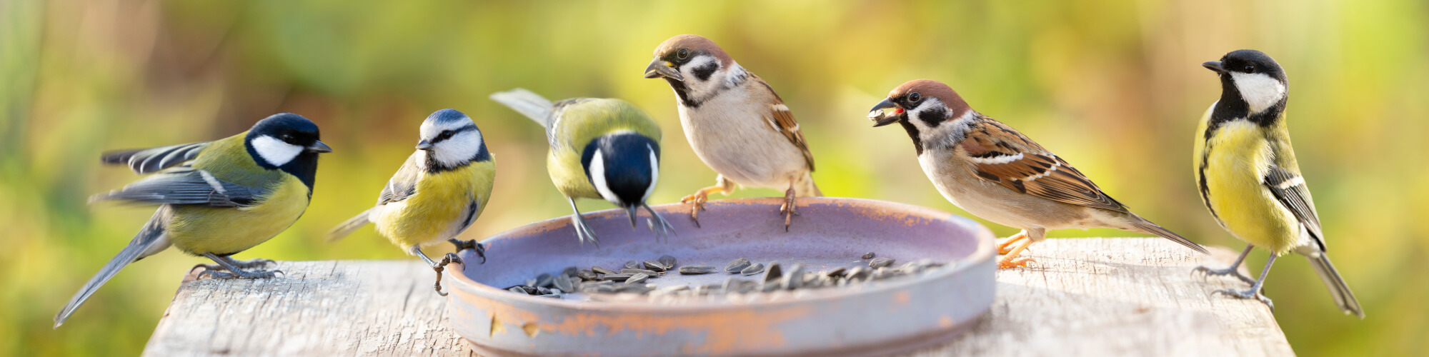 Vogelfutter von Agrarshop