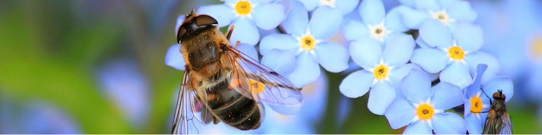 Dr. Stähler Insekten-Frei