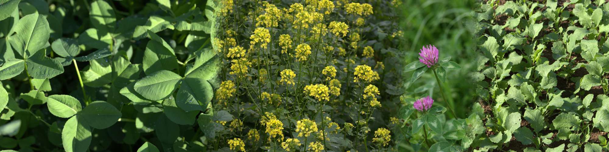 Ramtillkraut (Guizotia abyssinica)