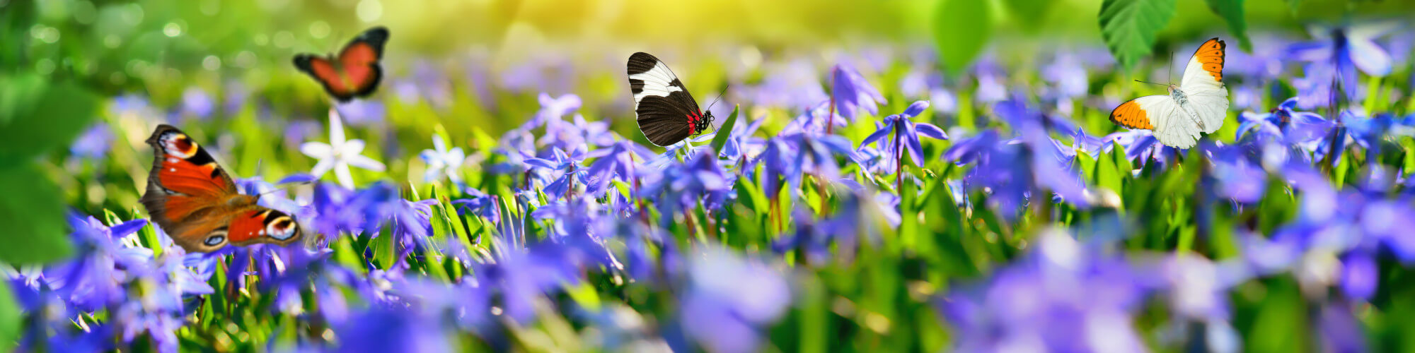 Blumensamen für Wiese und Garten