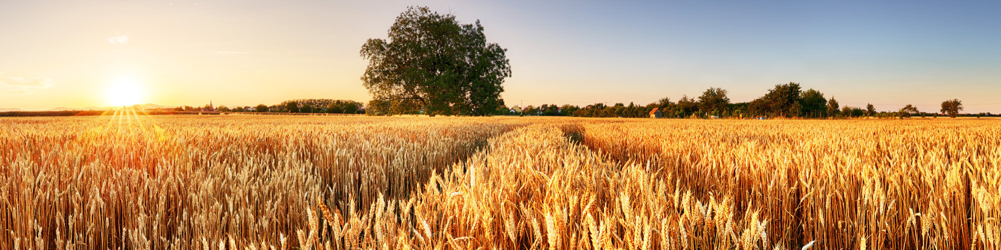 Wintertriticale Saatgut