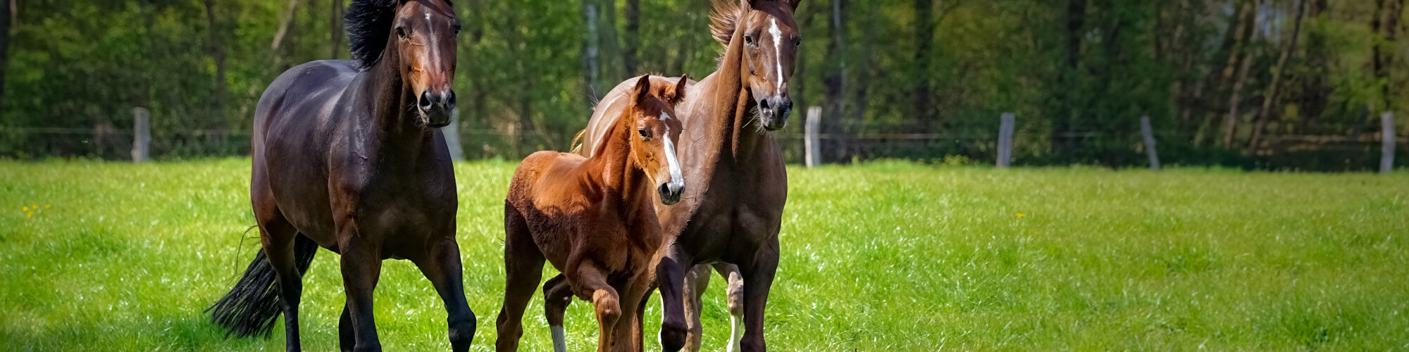 Rudloff-Equitana mélange d’herbes pour les pâturages pour chevaux