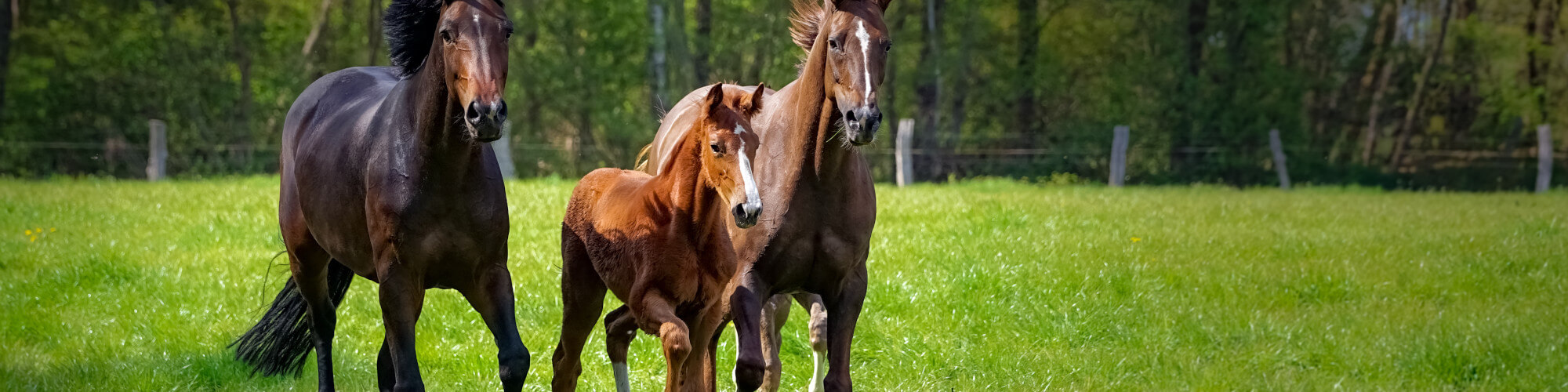 BARENBRUG Pferdeweide Horse Maste Pferdemischung 