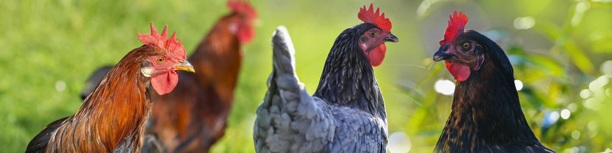 Graines Universal Aliment pour volailles Aliment de base pour poulets
