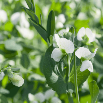 Winter Ackerbohnen (Vicia faba)