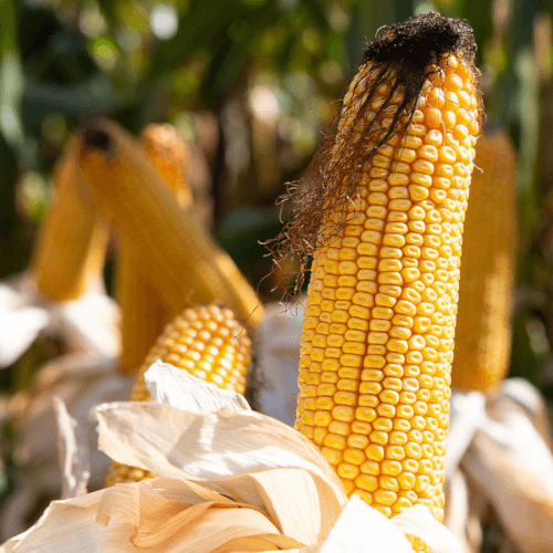 agaSAAT Mais BISMARK