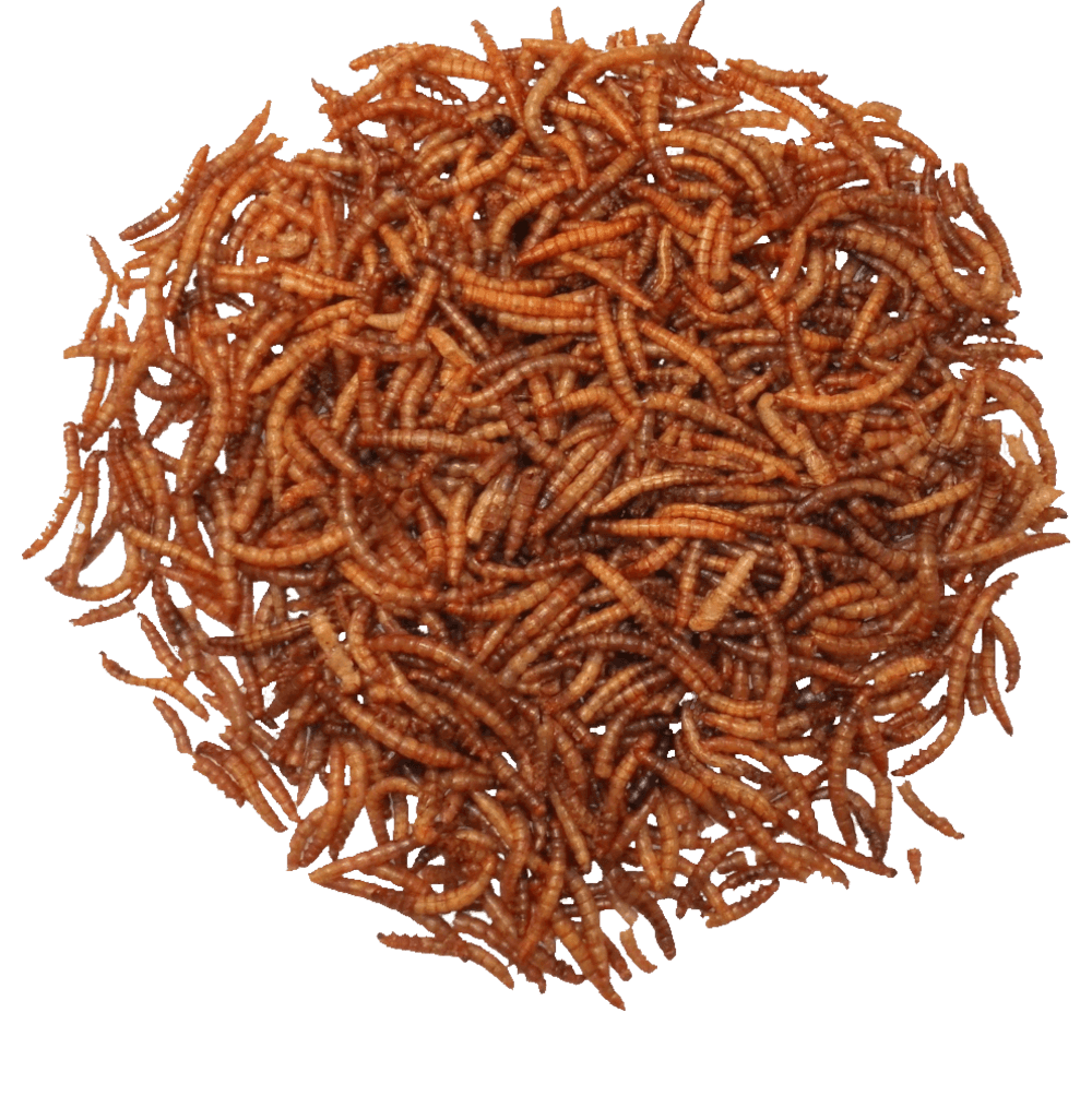 Agrarshop Mehlwürmer