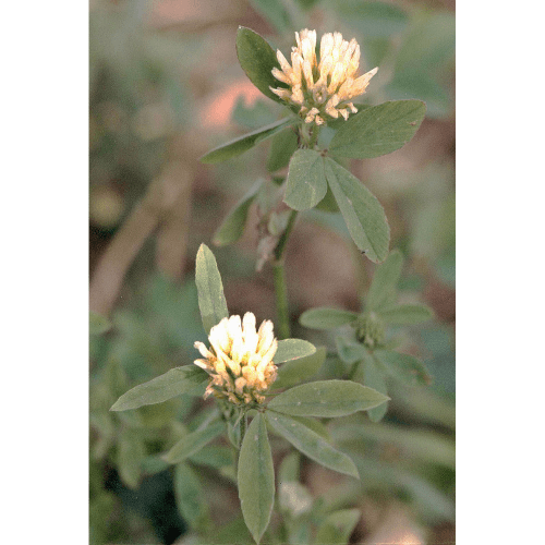 Alexandrinerklee (Trifolium alexandrinum)