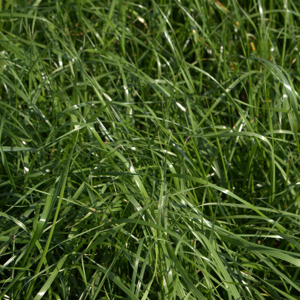 Bastardweidelgras Hybridweidelgras (Lolium hybridum) 25 kg Futterbau Futtergras