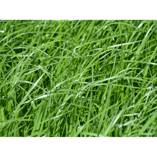 Deutsches Weidelgras (Lolium perenne)