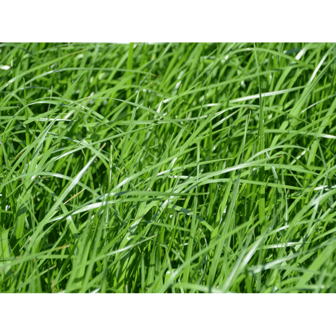 Deutsches Weidelgras (Lolium perenne)