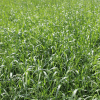 25 kg tetraploid MELJUMP