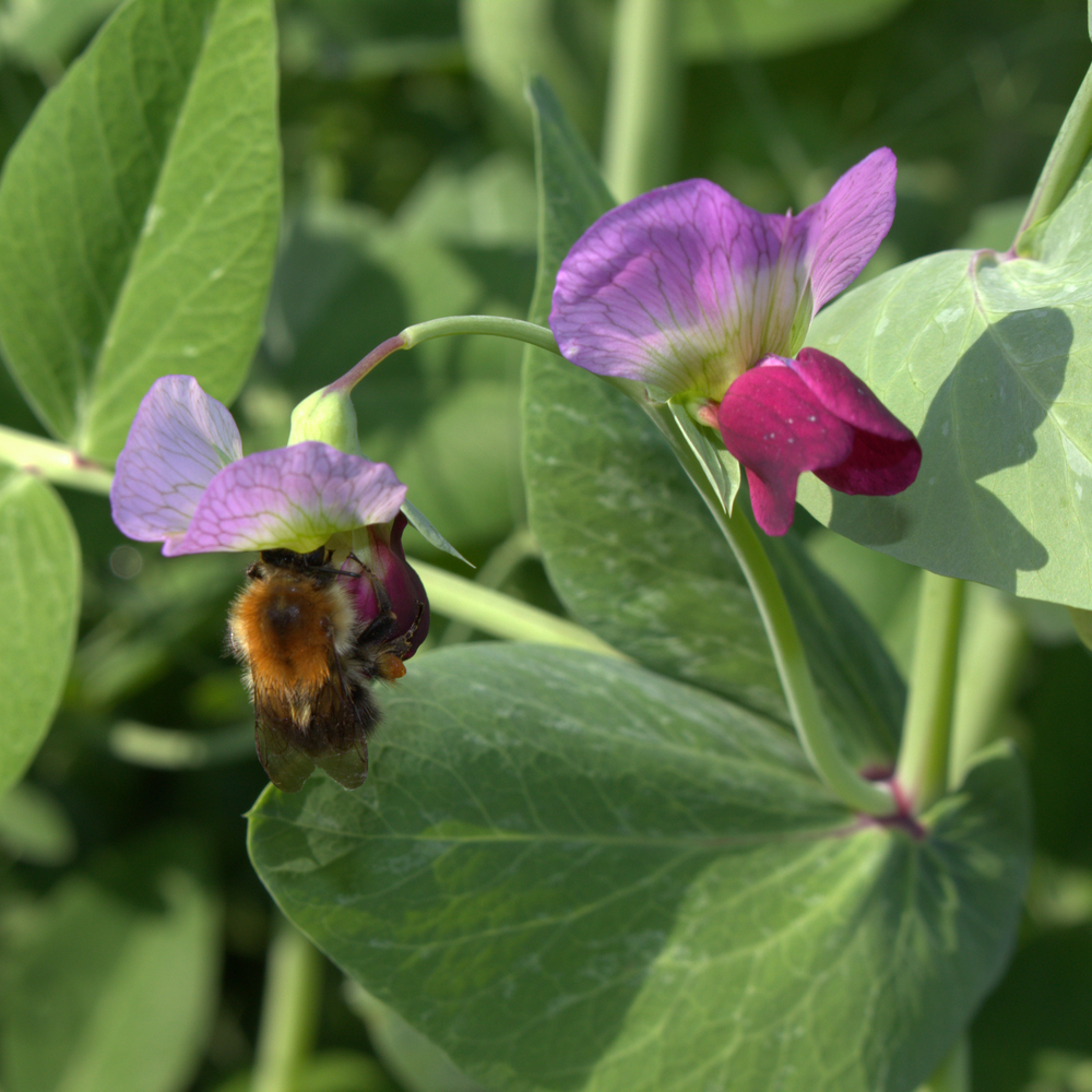 Futtererbse - Saaterbse (Pisum sativum) ÖKO
