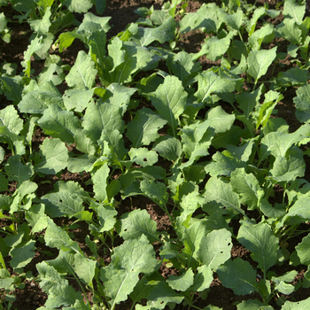 Futterraps (Brassica napus)