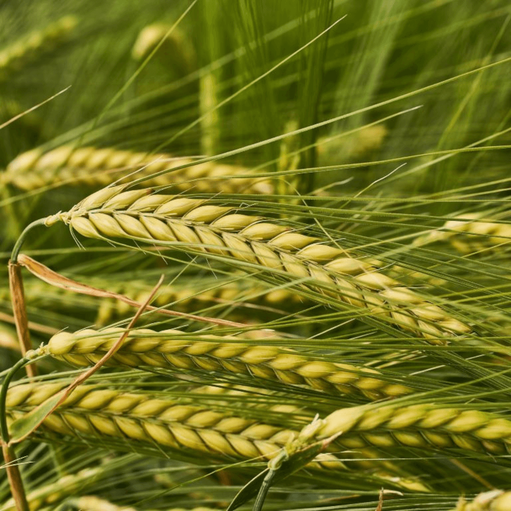 Getreidesaatgut Gerste KWS TARDIS