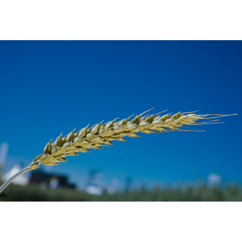 Getreidesaatgut Sommerweizen SW Mohican