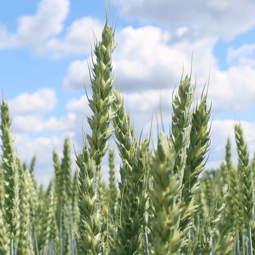 Getreidesaatgut Sommerweizen Winx