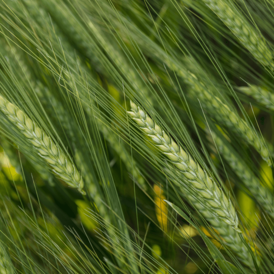 KWS Donau Winterbraugerste Saatgut zweizeilig