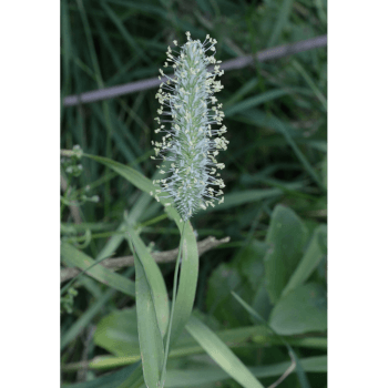 Wiesenlieschgras (Poa trivialis)