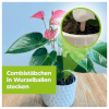 40 Stück