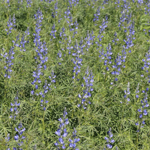 Lupinen (Lupinus) Bio