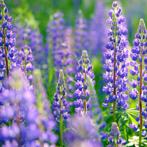 Lupinen (Lupinus)