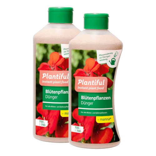 Manna Plantiful Blütenpflanzen