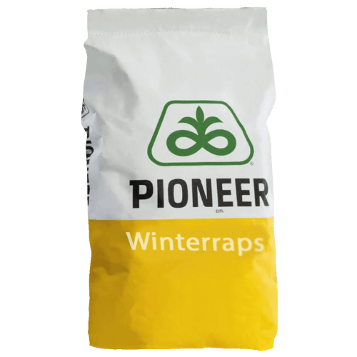 Pioneer® Winterraps Saatraps PT293