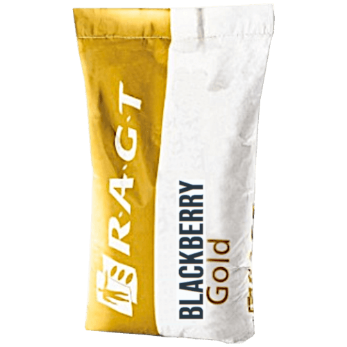 RAGT Winterraps Saatraps BLACKBERRY GOLD