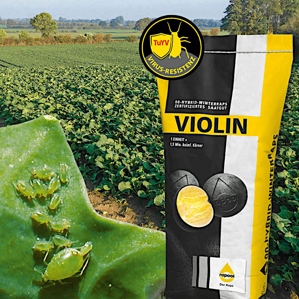 rapool Winterraps Saatraps VIOLIN
