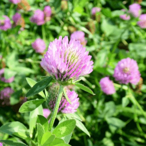 ALTASWEDE (Trifolium pratense)
